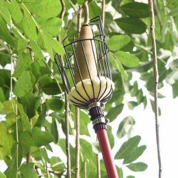 Hvað ætti ég að borga eftirtekt til þegar ég uppsker epli?